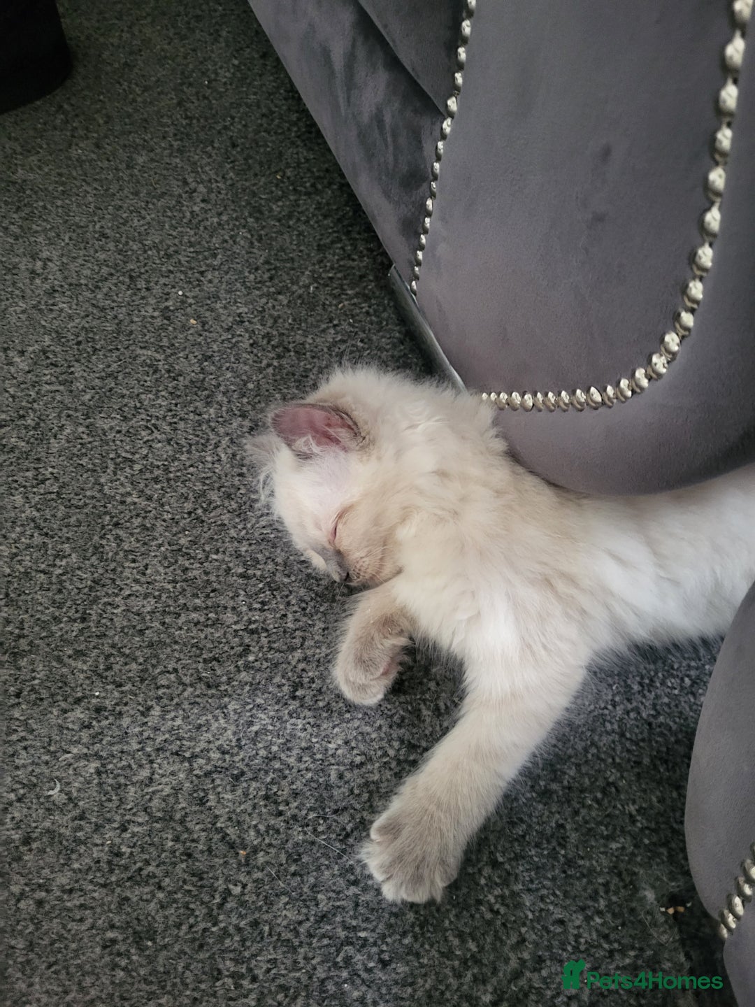 Ragdoll cats for sale: 5 beautiful ragdoll kittens - Image 3