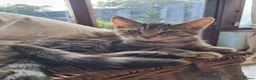 Maine Coon cats for sale: Beautiful 3/4 Maine Coon cross Kittens - Advert 15