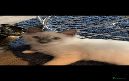 Ragdoll cats for sale: Kittens for sale - Image 7
