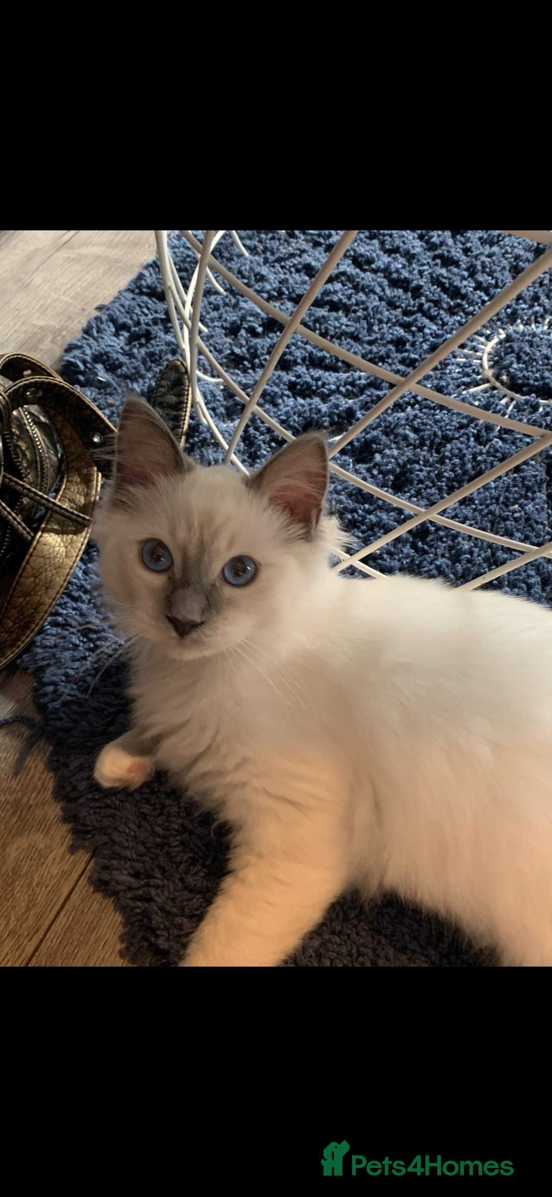 Ragdoll cats for sale: Kittens for sale - Image 7