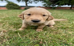 Golden Retriever dogs for sale: 4 KC registered Golden Retriever puppies  - Image 24