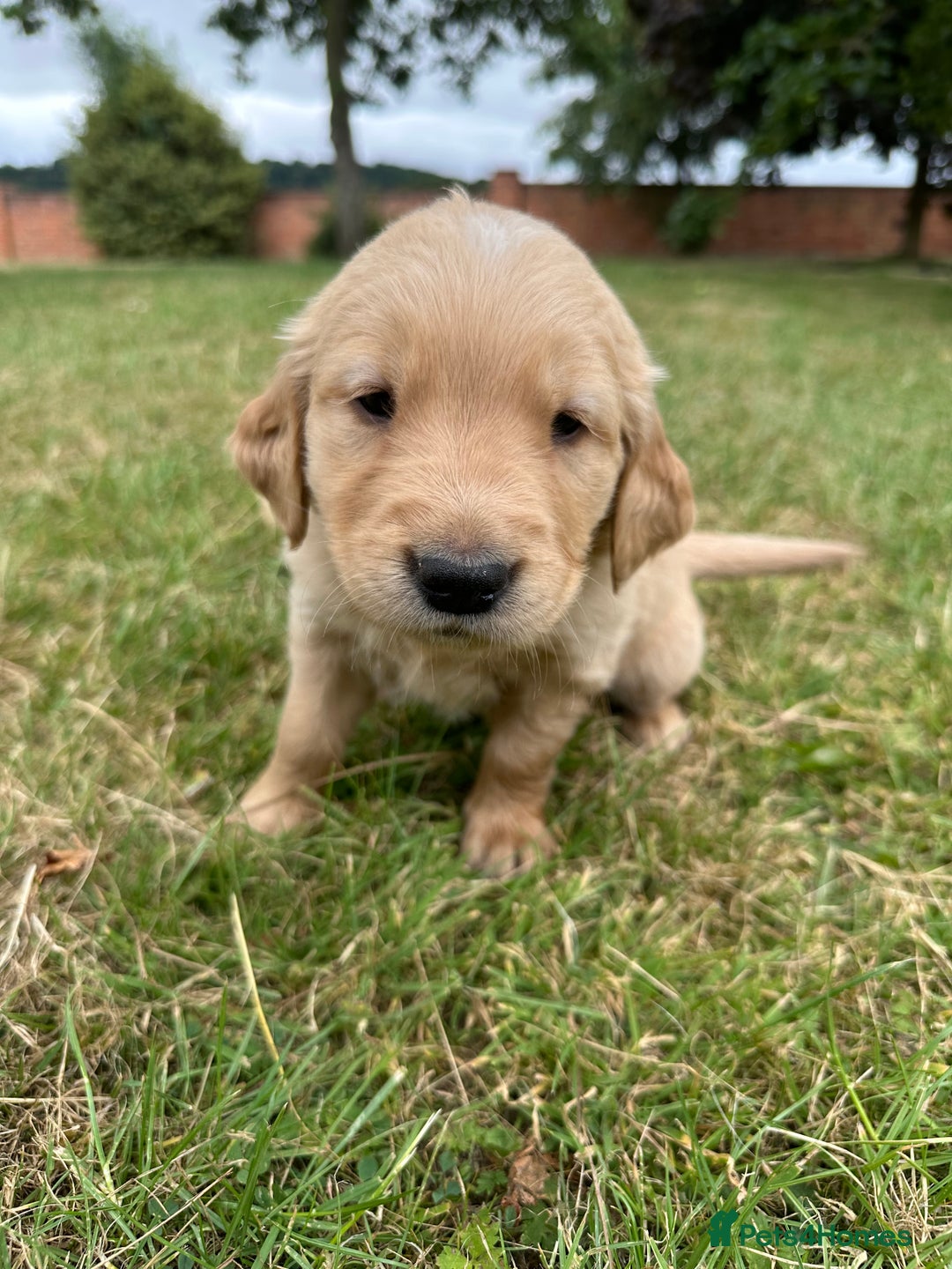 Golden Retriever dogs for sale: 4 KC registered Golden Retriever puppies  - Image 24