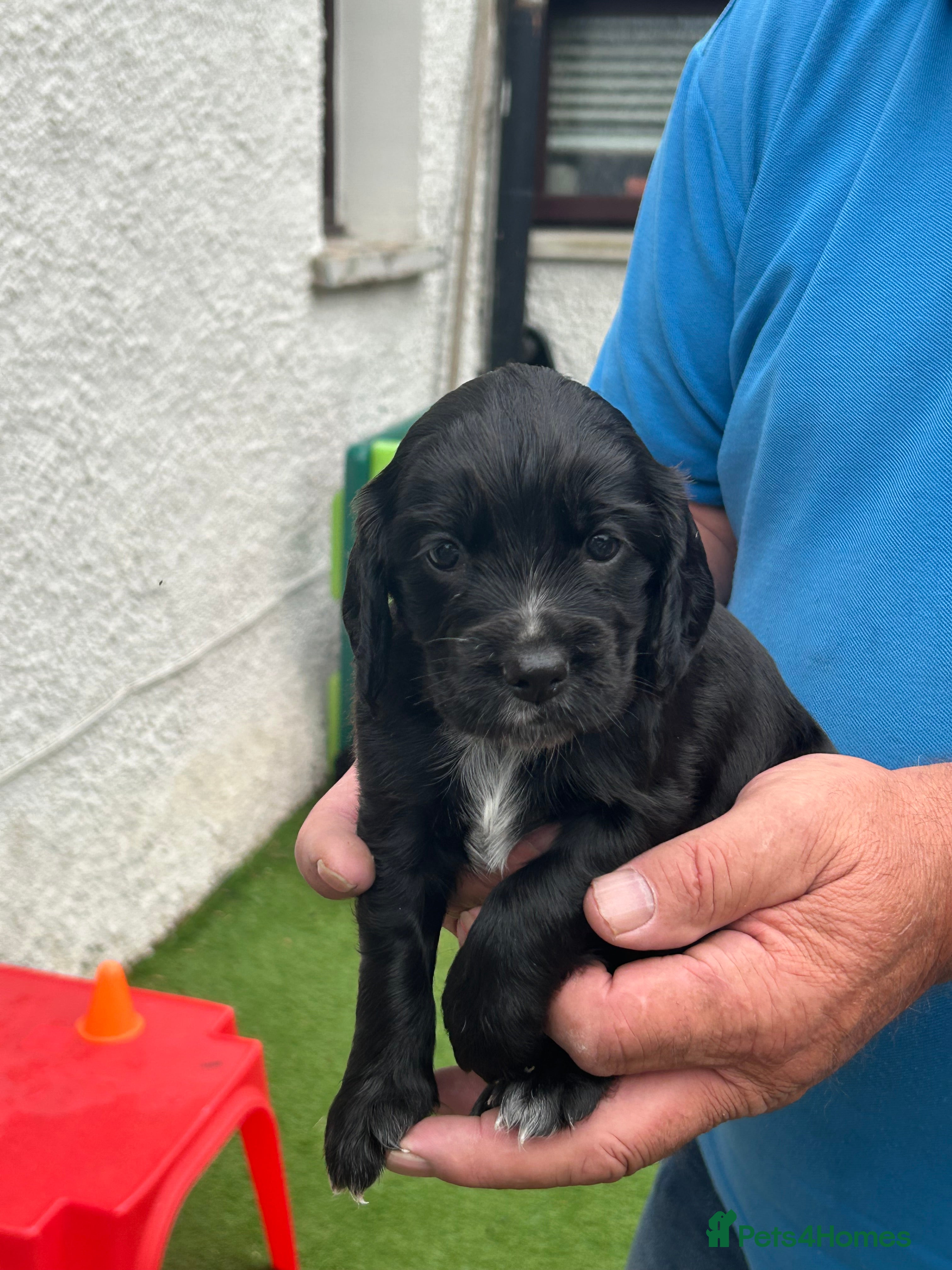 Cocker Spaniel dogs Working Cocker Spaniels  - Advert 2