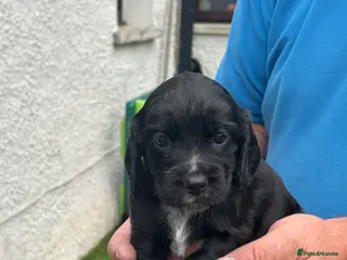 Cocker Spaniel dogs Working Cocker Spaniels - Advert 1