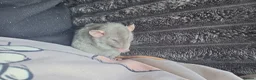 Rat rodents for sale: 4 baby rats to rehome  - Advert 2