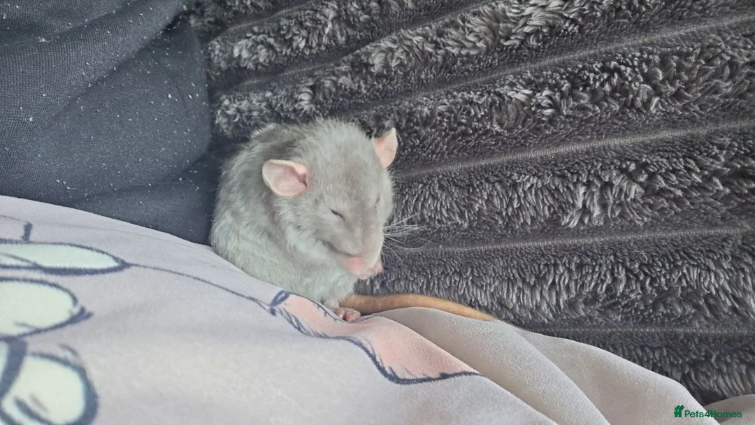 Rat rodents for sale: 4 baby rats to rehome  - Advert 2