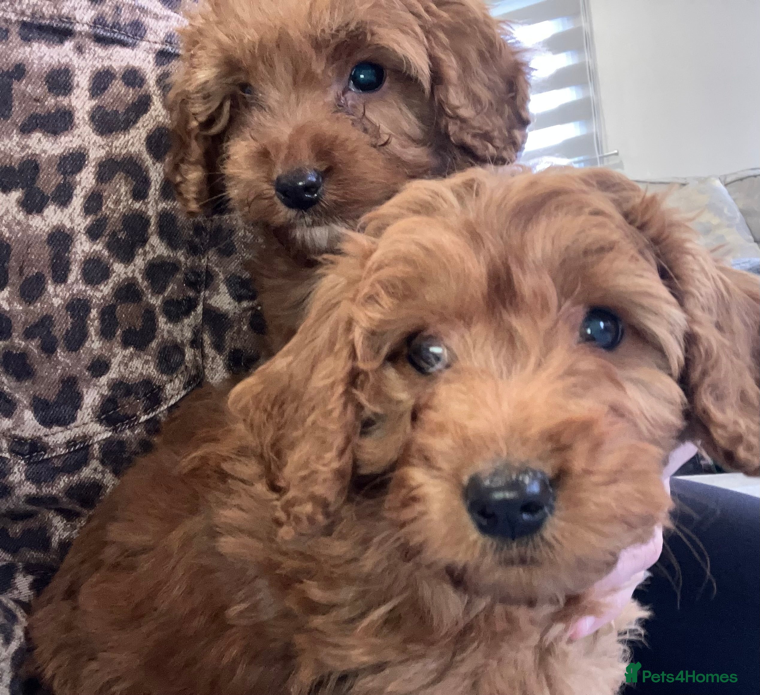 Cockapoo dogs Our darling cockapoos 🥰 - Advert 8