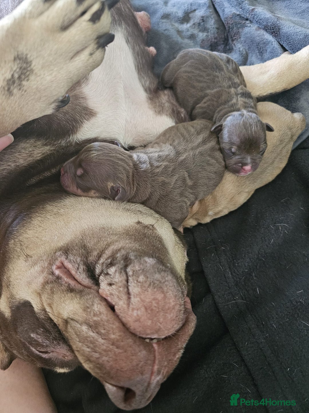 American Bully dogs for sale: 3 Stunning Correct Female Pocket Bullies  - Image 11