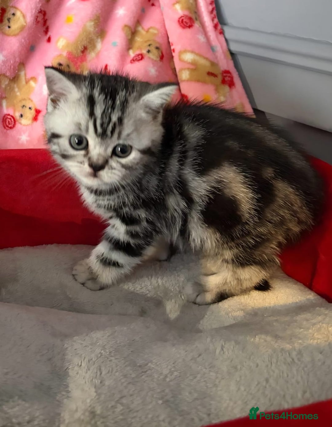 British Shorthair cats for sale: Beautiful bsh kittens  - Image 22