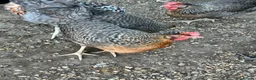 Chickens poultry for sale: Coloured laying POL hens - Advert 6