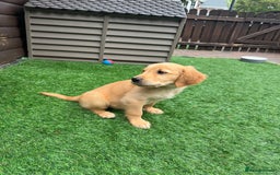 Golden Retriever dogs for sale: Last Stunning Male Pup Health Tested Parents  - Image 27