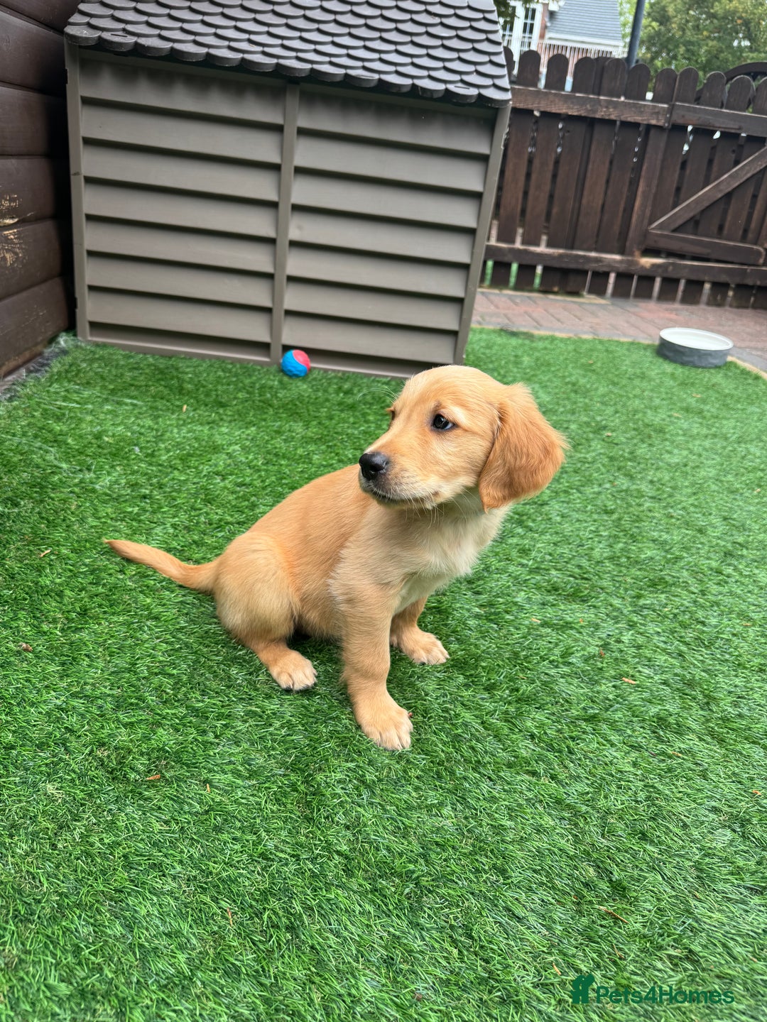 Golden Retriever dogs for sale: Last Stunning Male Pup Health Tested Parents  - Image 27
