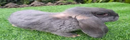 Continental Giant rabbits for sale: PURE HEALTHY Continental Giants PROVEN FOR STUD🐰  - Advert 17