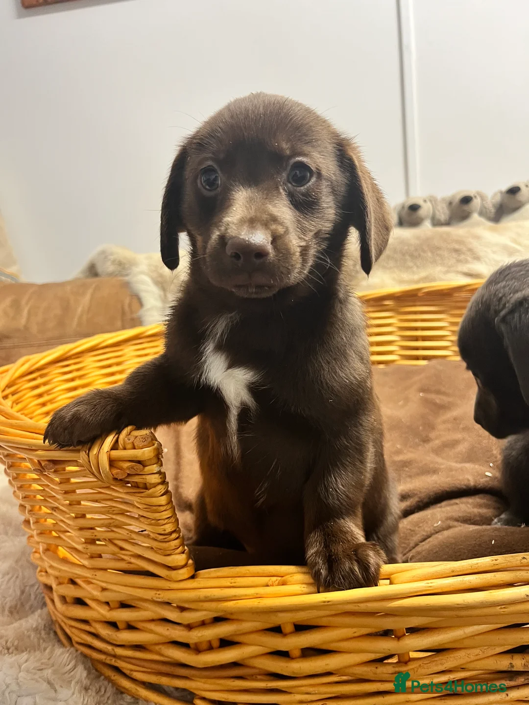 Mixed Breed dogs for sale: Stunning Damaranian  - Advert 8