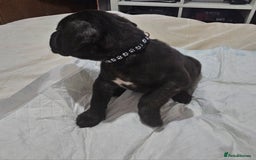 Cane Corso dogs for sale: Cane corsos  puppies  - Image 9