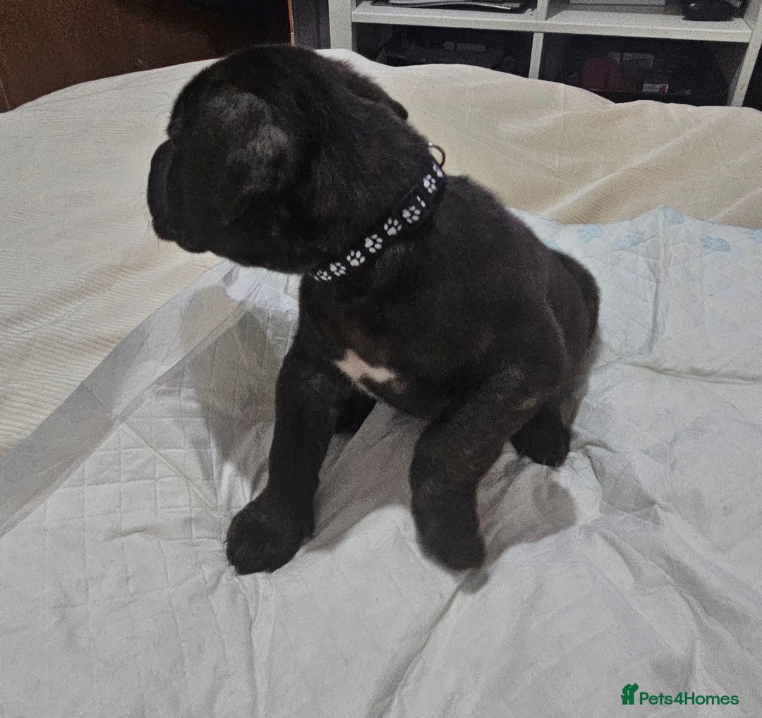 Cane Corso dogs for sale: Cane corsos  puppies  - Image 9