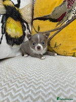 Chihuahua dogs - Advert 8