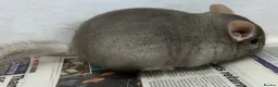 Chinchilla rodents for sale: Bertie, beautiful Beige boy - Advert 7