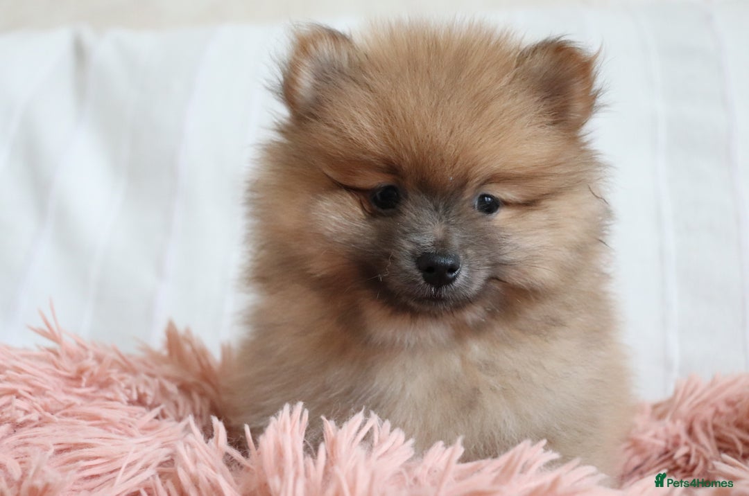 Pomeranian dogs for sale: Purebred Pomeranian Pups Raised with Love in LDN - Image 24