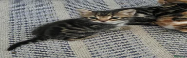 Henry