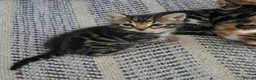 Mixed Breed cats for sale: Adorable Bengal x Shorthair Kittens  - Advert 17