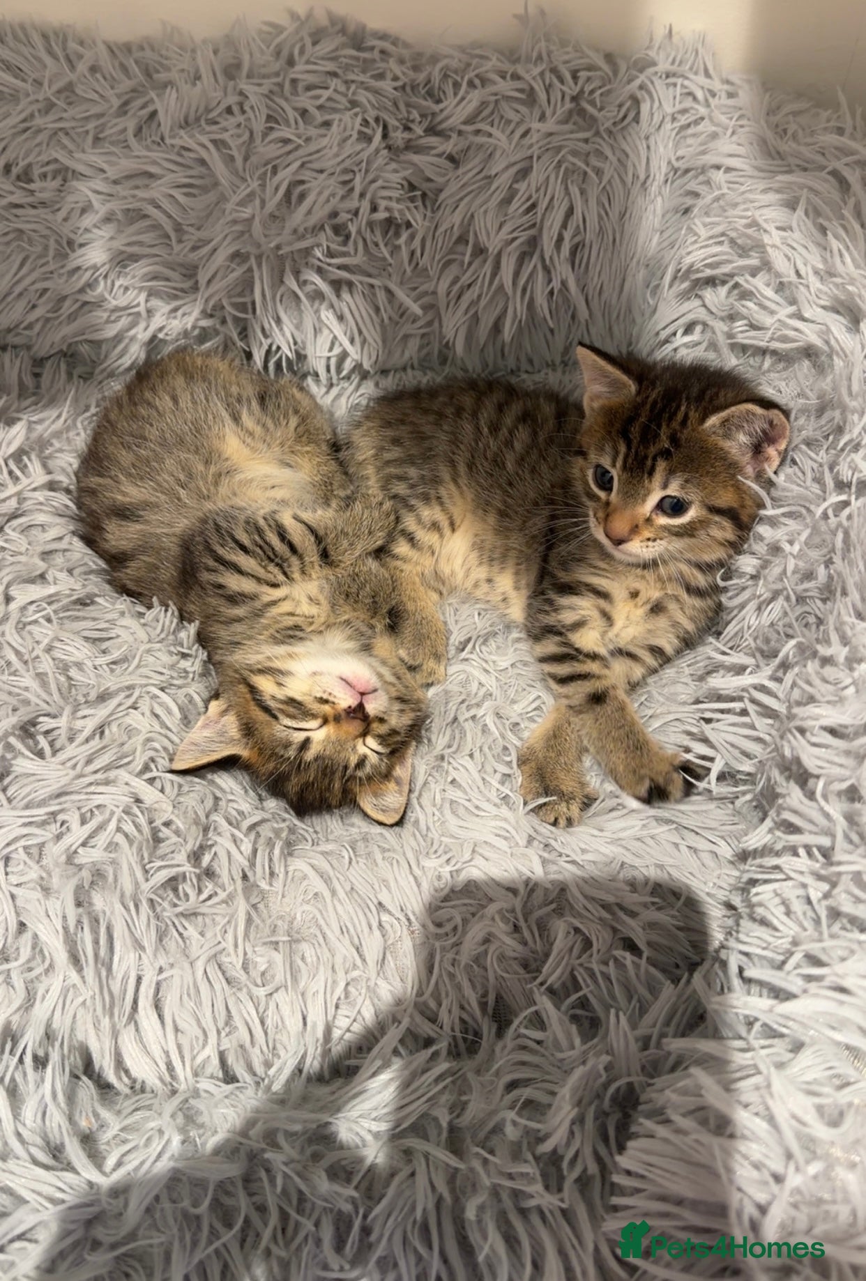 Domestic Shorthair cats Pair of beautiful tabby kittens - Advert 2