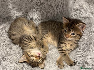 Domestic Shorthair cats Pair of beautiful tabby kittens - Advert 2