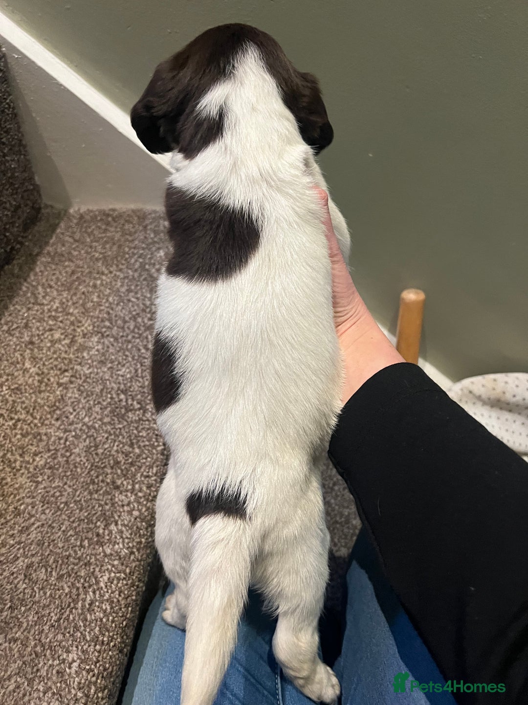 English Springer Spaniel dogs for sale: Lovely litter of puppies  - Advert 3