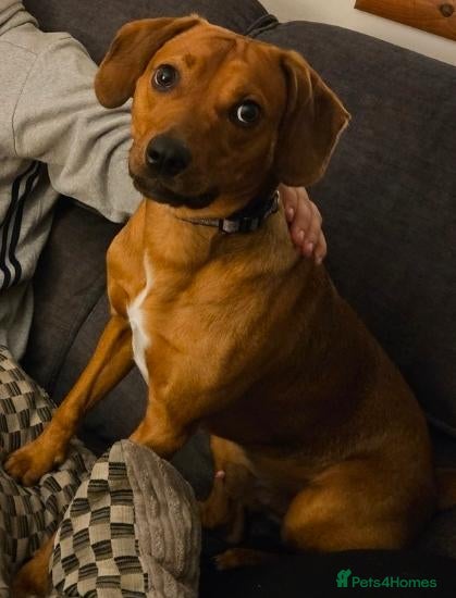 Mixed Breed dogs Springer x ridgeback  - Advert 1