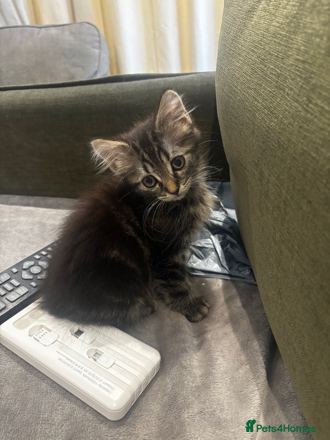 British Shorthair cats for sale: Charming British Shorthair-Siberian Mix kitten - Image 4