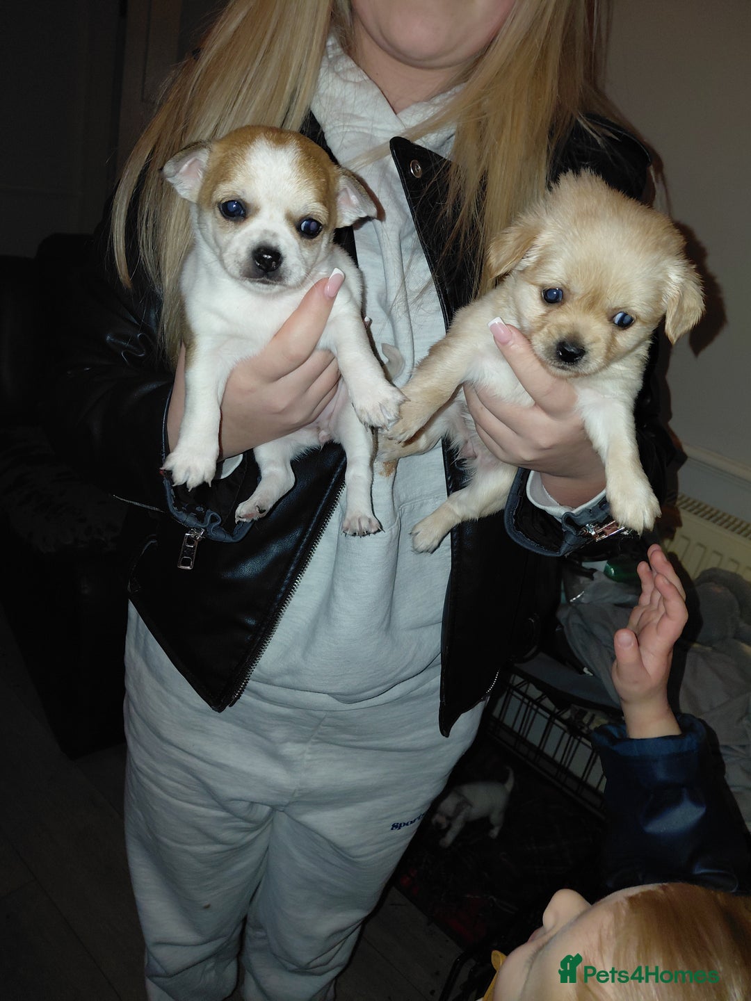 Chihuahua dogs for sale: Chihuahua pups - Advert 4