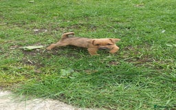 Mixed Breed dogs for sale: Lakeland /Parson bitch puppy - Image 11