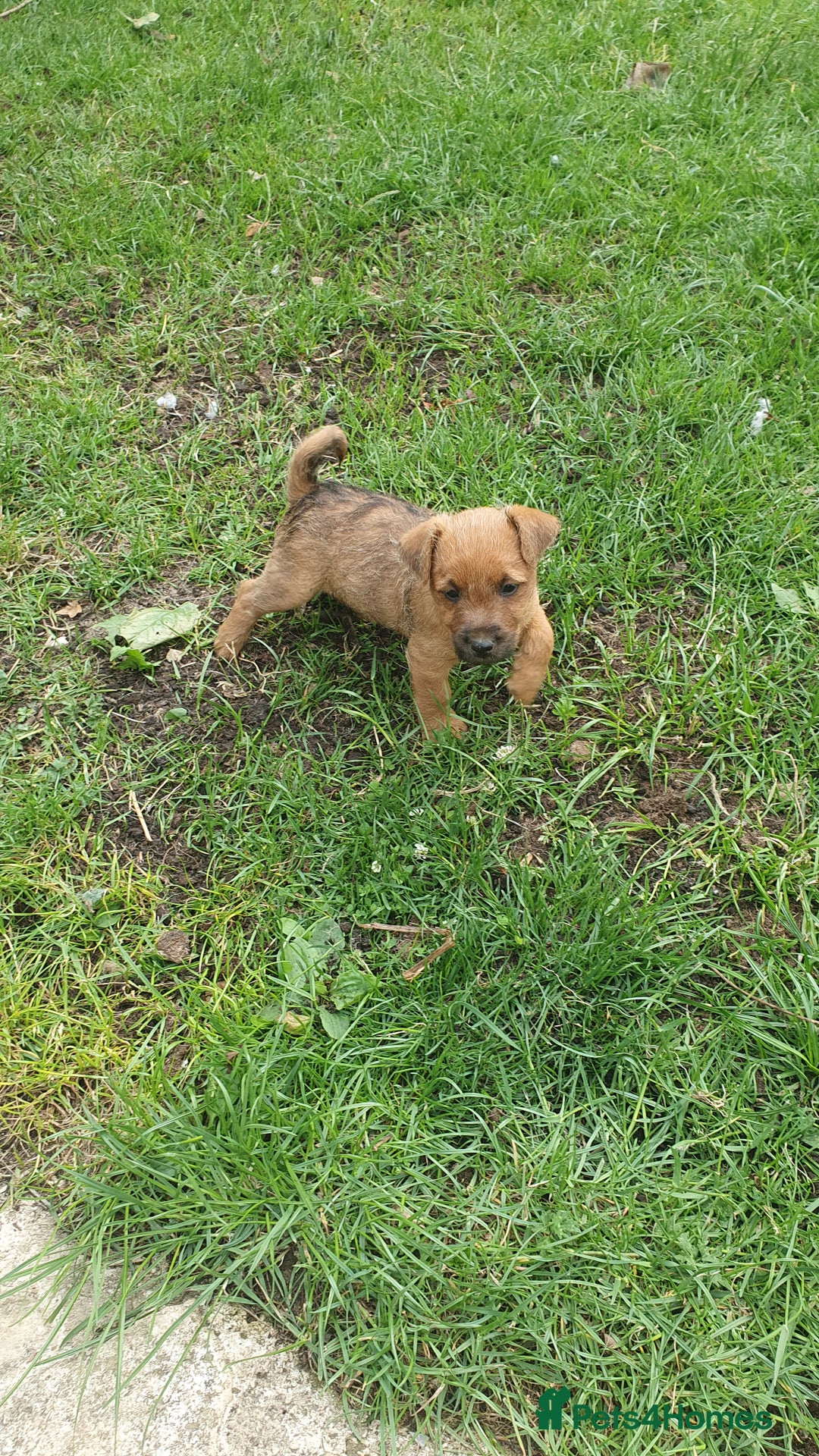 Mixed Breed dogs for sale: Lakeland /Parson bitch puppy - Image 11