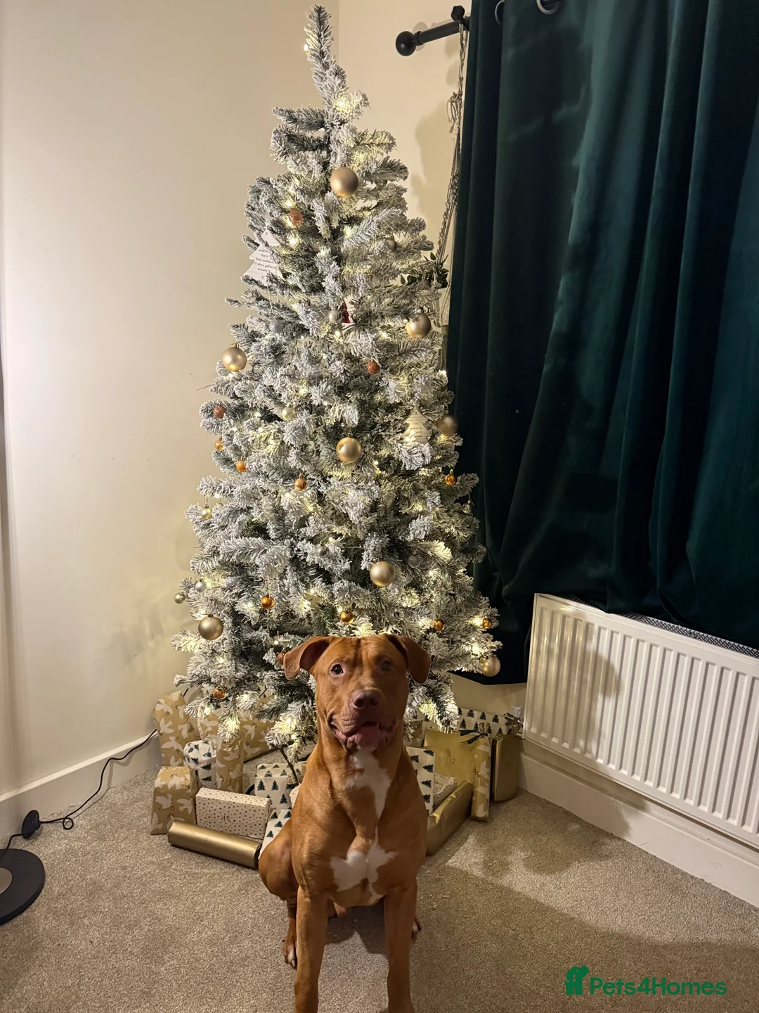 Mixed Breed dogs for adoption: Beautiful bully mix boy for adoption - Advert 6