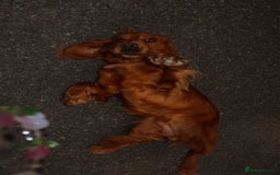 Cocker Spaniel dogs for sale: Our Lady needs a forever home.  - Image 5