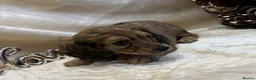 Miniature Dachshund dogs for sale: Stunning KC Long Haired Miniature Dachshund 🐶🐶 - Advert 19