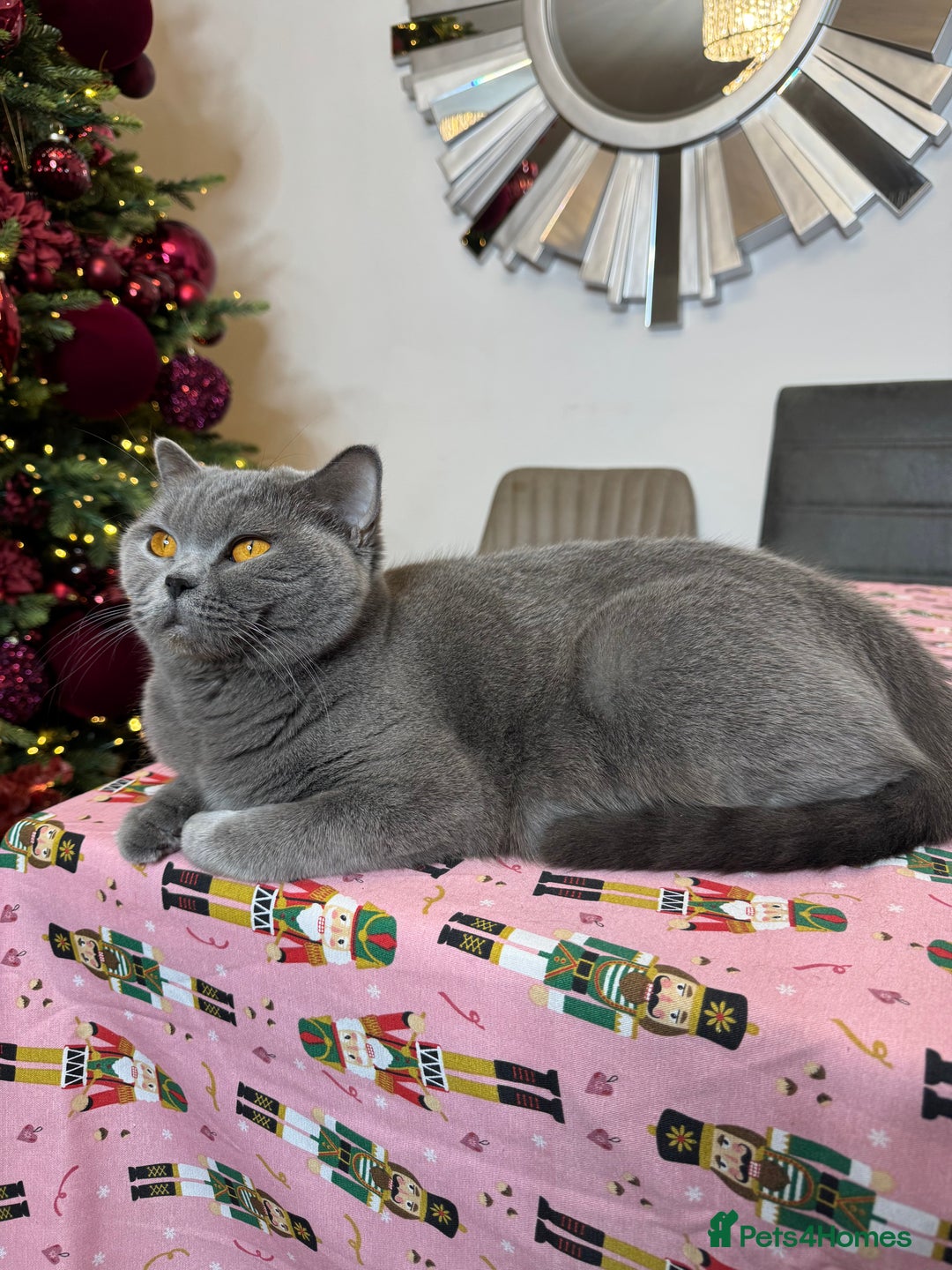 British Shorthair cats for sale: British Shorthair girl - Advert 4