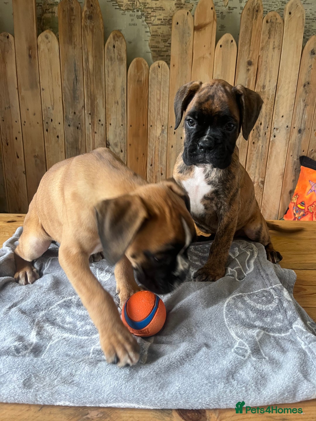 Boxer dogs for sale: STUNNING PEDIGREE BOXERS!x - Image 16