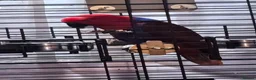 Parrots birds for sale: Eclectus female parrot  - Advert 7
