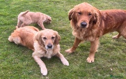 Golden Retriever dogs for sale: Beautiful Red KC Golden Retriver Puppies  - Image 12