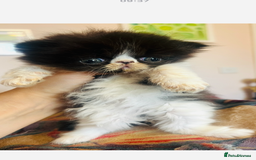 Persian cats for sale: Stunning Black Smoke GCCF Active ** Persians - Image 7