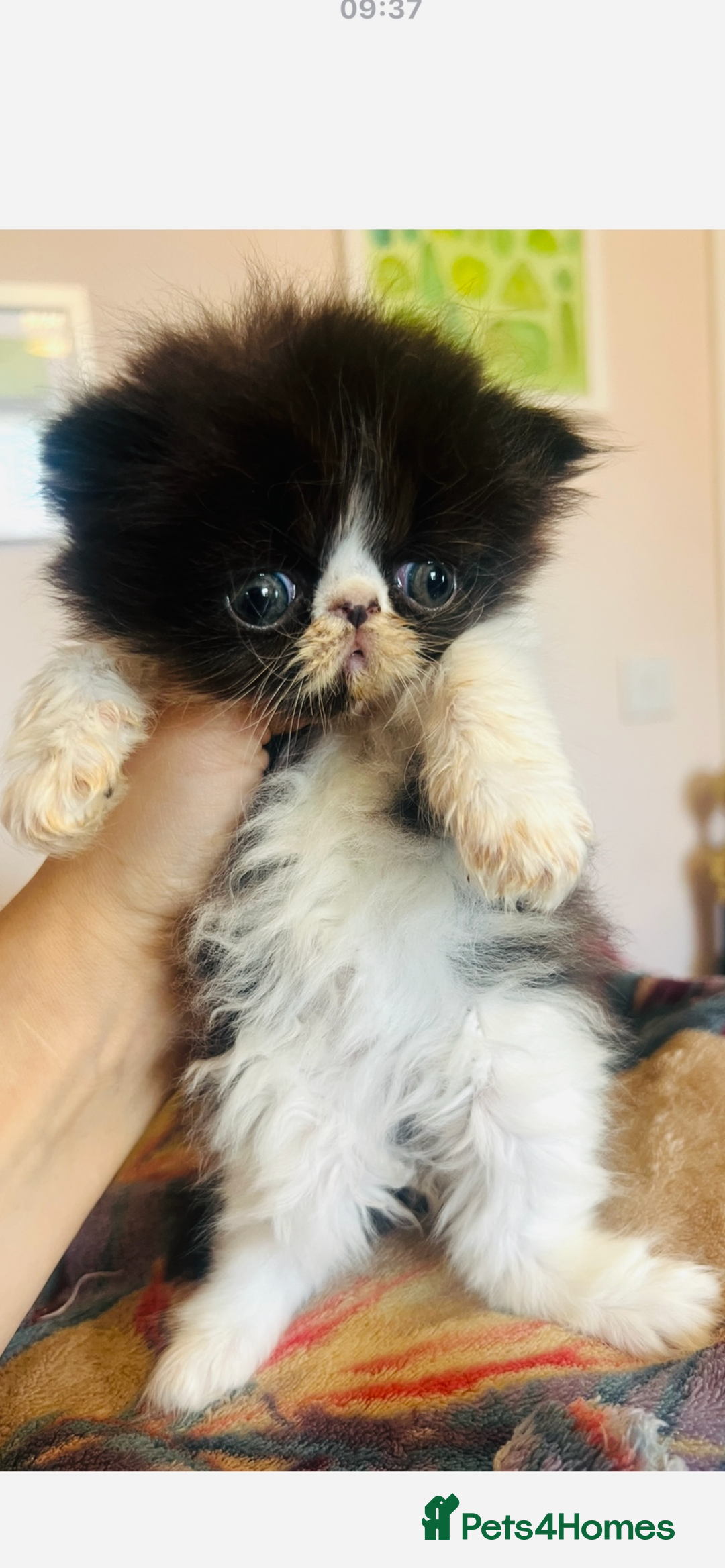 Persian cats for sale: Stunning Black Smoke GCCF Active ** Persians - Image 7