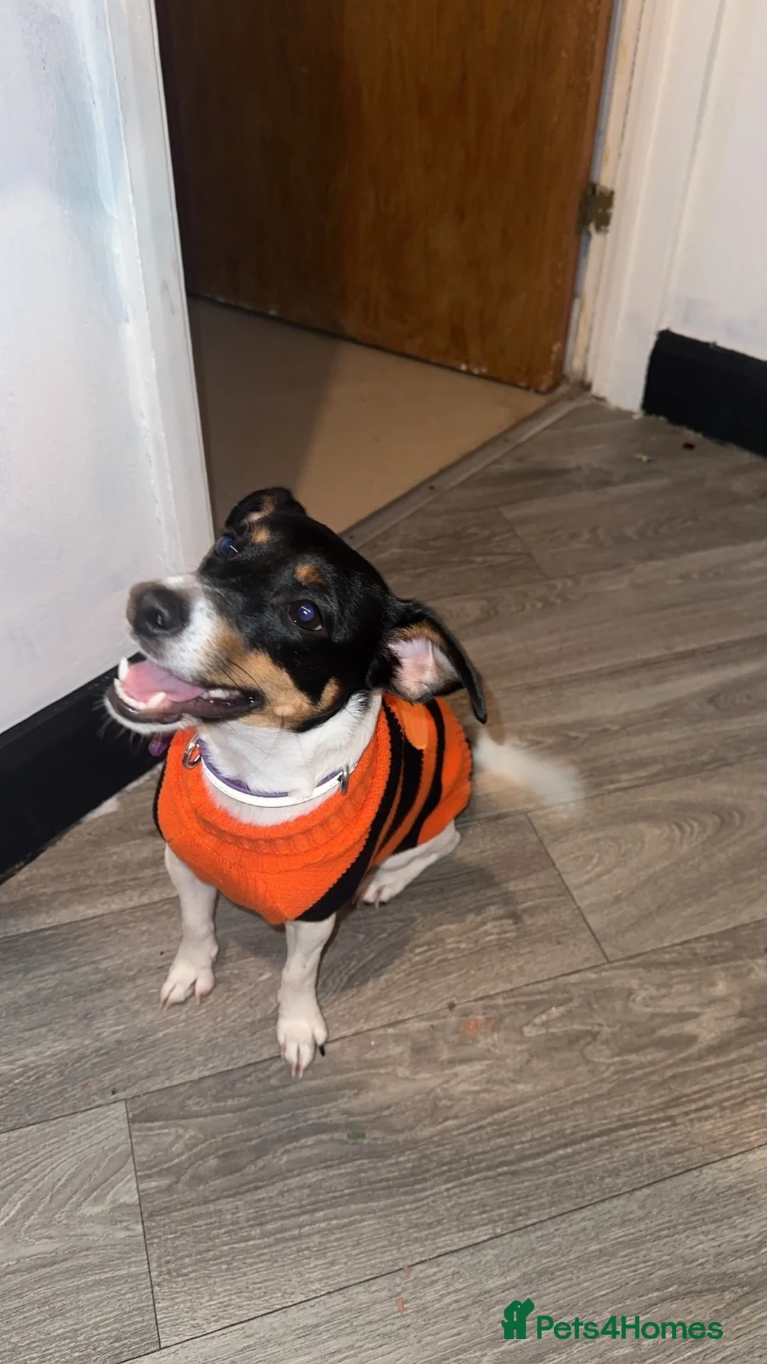 Jack Russell dogs for sale: Jack Russel called Roxy  - Advert 6