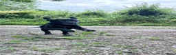 Labrador Retriever dogs for sale: Exceptional KC Reg Labrador Puppies For Sale! - Advert 6