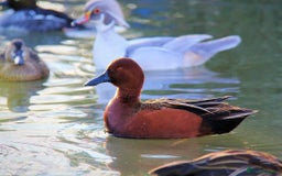 Waterfowl poultry for sale: Cinnamon teal pair  - Image 1