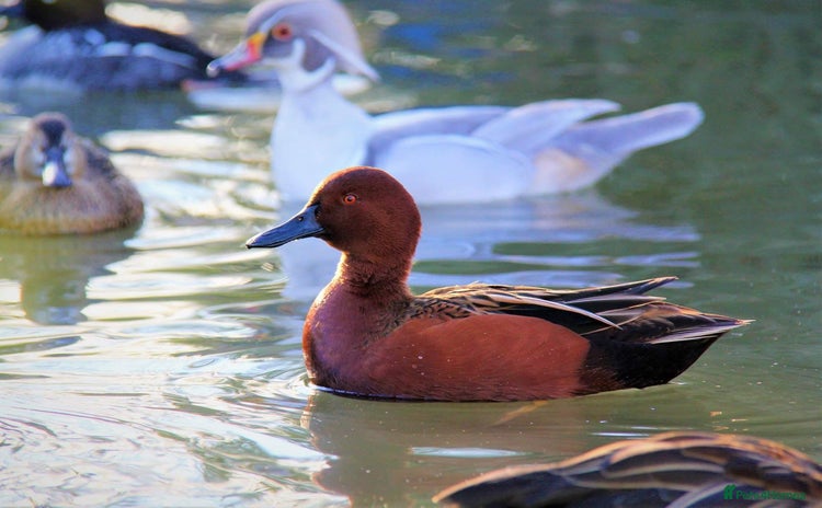 Waterfowl poultry - Advert 2