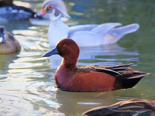 Waterfowl poultry - Advert 2