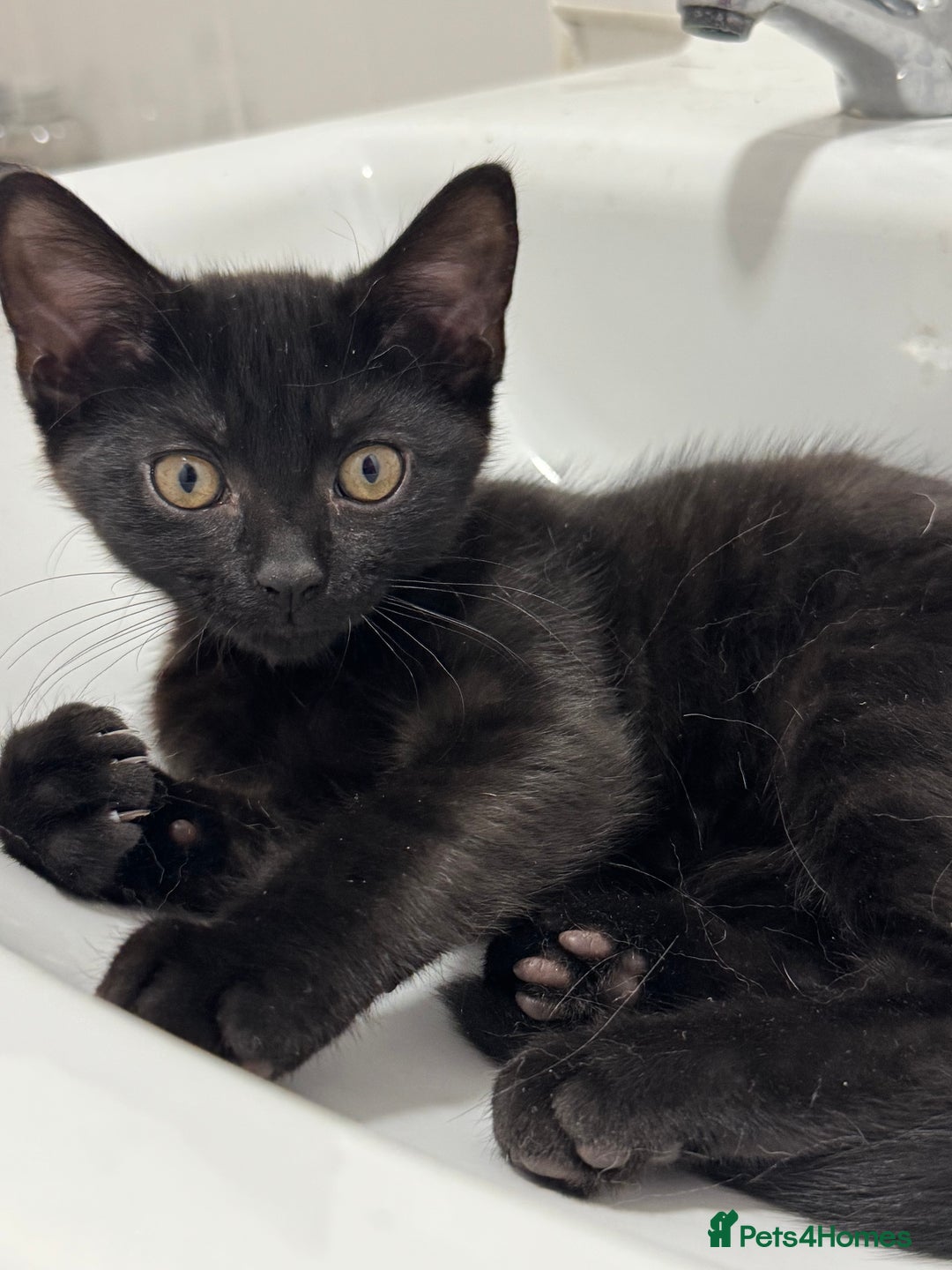 Mixed Breed cats for sale: Kitten - Image 5
