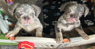 French Bulldog dogs in Rotherham - Advert 4