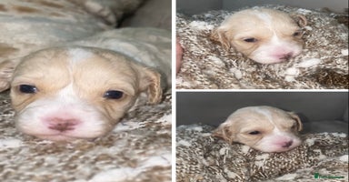 Cavapoo dogs Unique toy cavapoos 🐾  one girl left - Advert 13